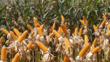 Espigas de Milho - DR