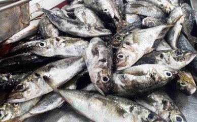 Setor de pesca é um dos mais fortes de Angola - Anabela Fritz/Angop