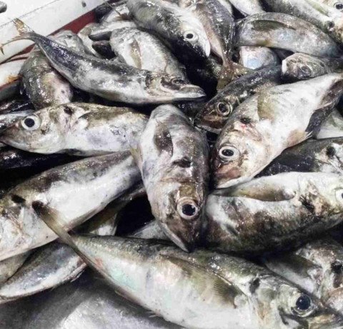 Setor de pesca &eacute; um dos mais fortes de Angola