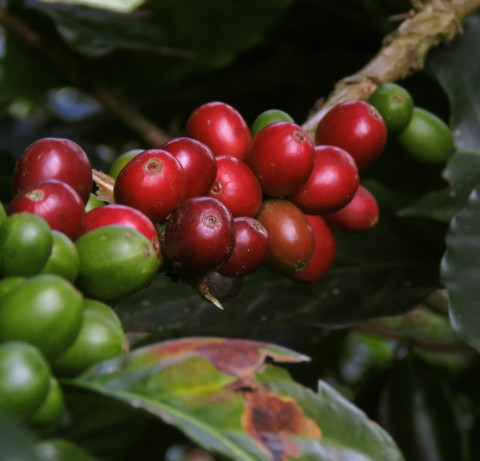 Participa&ccedil;&atilde;o de comitiva angolana promoveu o caf&eacute;, assim como o mel e a aguardente nacionais, em evento da C&acirc;mara de Com&eacute;rcio e Ind&uacute;stria da S&eacute;rvia, em Belgrado