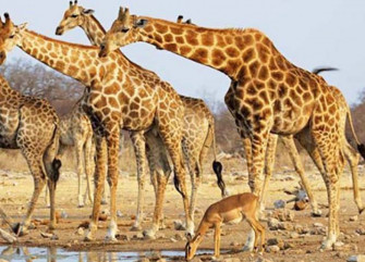Girafas no seu habitat - Divulgação