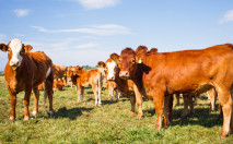 gado bovino vai ser vacinado na regi&atilde;o Sul do pa&iacute;s