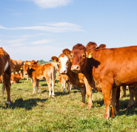 gado bovino existente na regi&atilde;o sul do pa&iacute;s