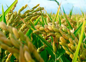 Campos de cultivo de arroz - DR