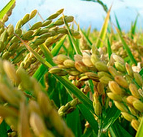 Campos de cultivo de arroz