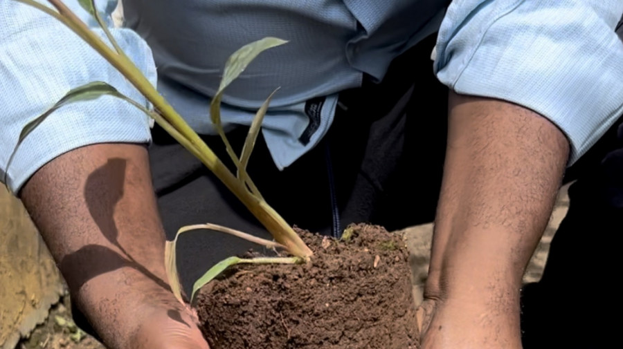 Sustentabilidade ambiental