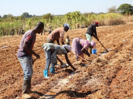 Lan&ccedil;ado Projecto de Desenvolvimento Sustent&aacute;vel da Agricultura Familiar (PRODESA) - arquivo  - FAO