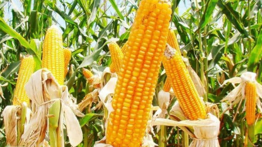 Angola reforça da resiliência da agricultura familiar