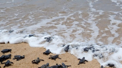 Tartarugas marinhas - DR