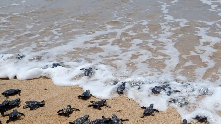 Tartarugas marinhas