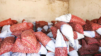 Produção de batata e cebola - Angop