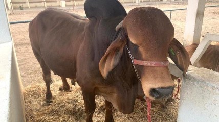 Gado bovino na feira agropecuária na Huíla - Angop