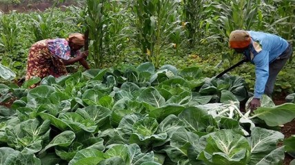 Apoio a agricultura familiar - DR