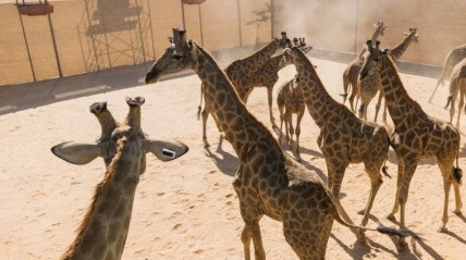 PR inaugura infra-estruturas de apoio do Parque Nacional do Iona - African Parks