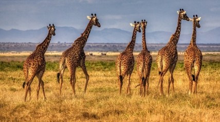 Parque Nacional do Iona recebe novas girafas - DR