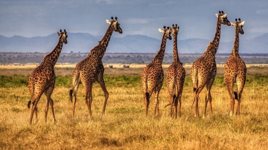 Parque Nacional do Iona recebe novas girafas