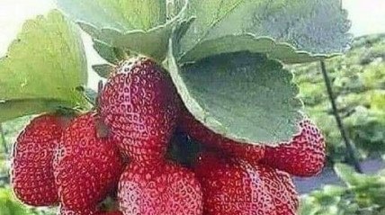Morangos do Huambo abastecem mercados de Benguela e Luanda - DR