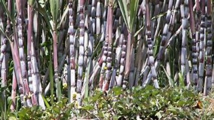 Produção de cana de açúcar  - DR