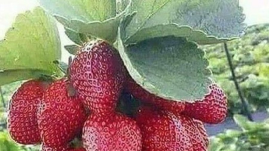 Morangos do Huambo abastecem mercados de Benguela e Luanda