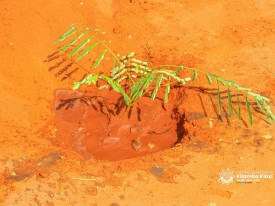 Plantação de árvores no município do Kilamba Kiaxi - Rede Girassol