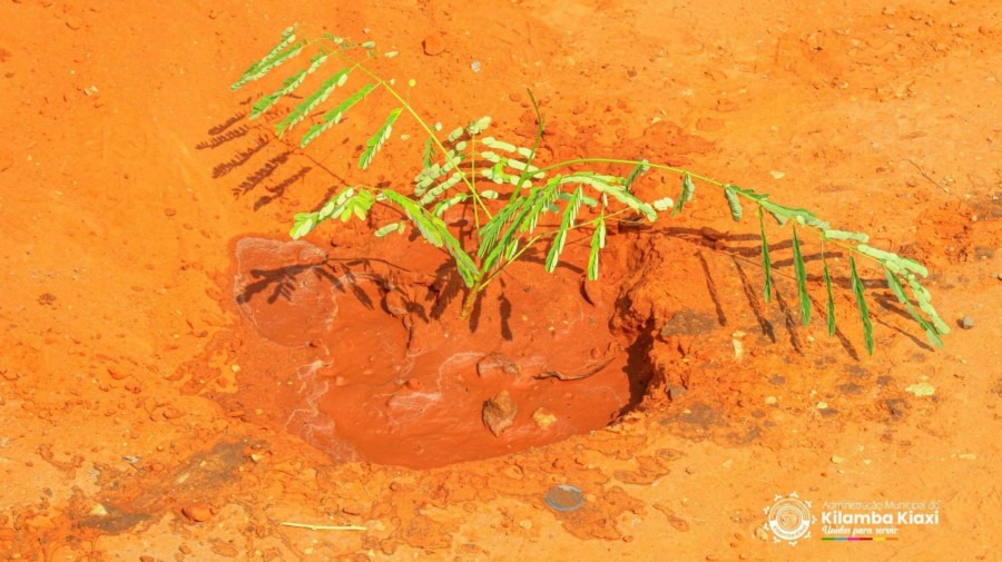 Plantação de árvores no município do Kilamba Kiaxi