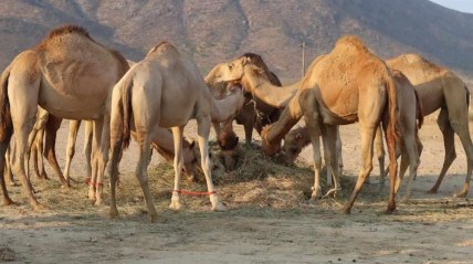 camelos para o fomento do turismo na província do Namibe - DR