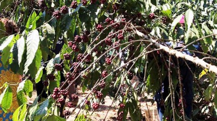 Café de Angola - Angop