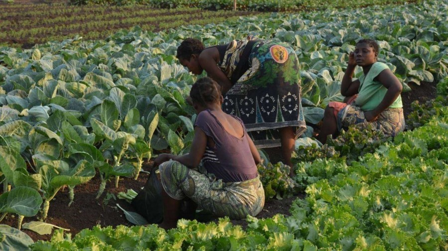 Agricultura em Angola