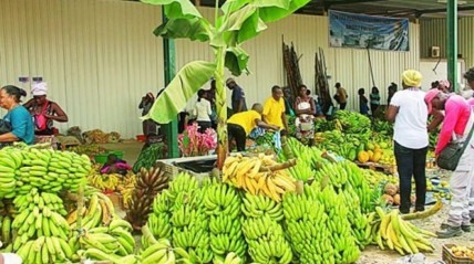 Banana produzida em Angola - TPA