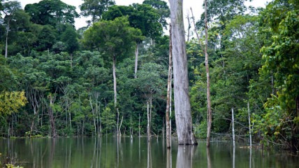 Floresta em Angola - verangola.net