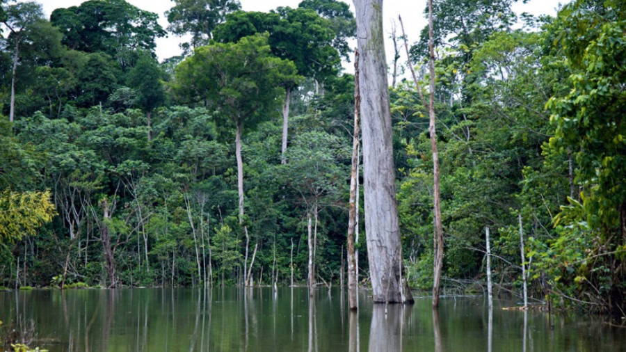 Floresta em Angola