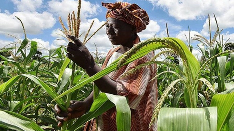 Malawi vai receber apoio do Fundo Verde para o Clima