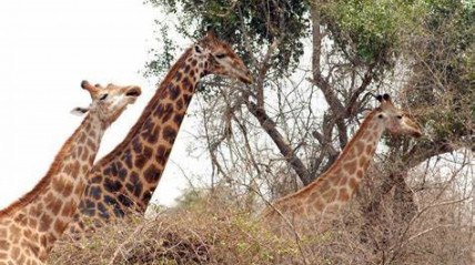 Girafas em Angola - ecoangola.ao