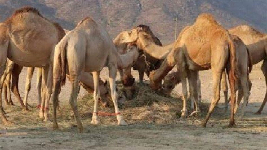 Camelos no Namibe