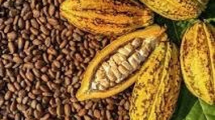 Cacau
