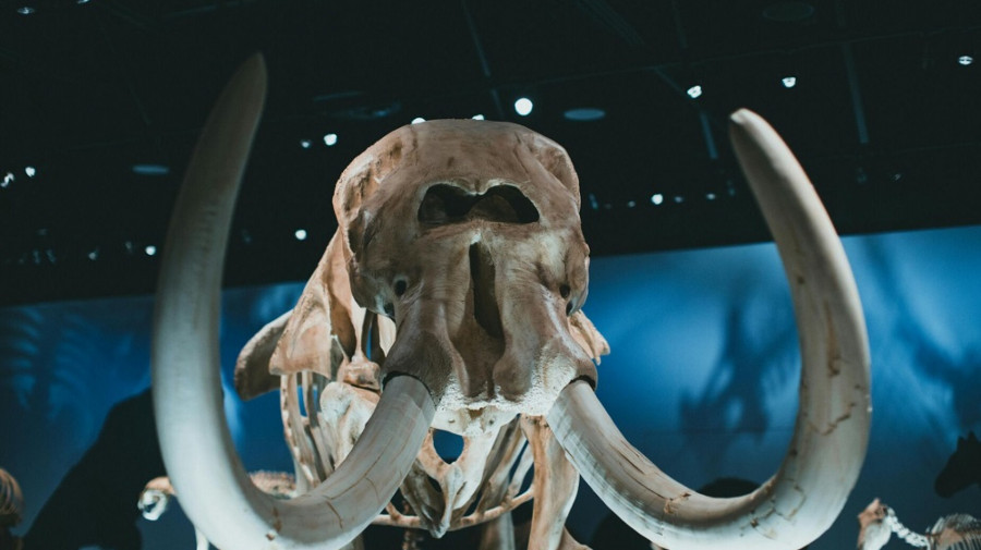 Rússia exibe mamute com 50 mil anos e quase intacto