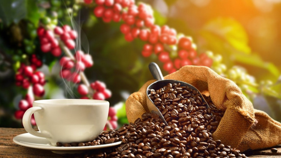 Exportações de café da Índia dobraram em quatro anos