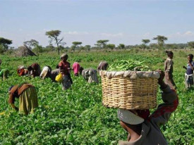 Agricultura em Angola - DR