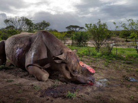 rinocerontes mortos nos parques sul africanos - DR