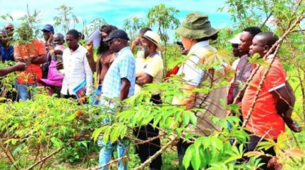 Brasileiros procuram oportunidades de negócio no Cuanza-Norte - DR