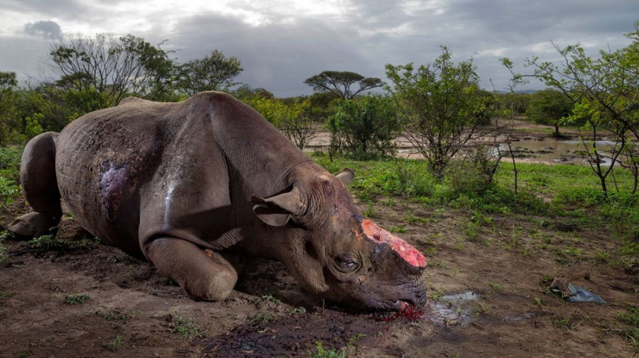 rinocerontes mortos nos parques sul africanos