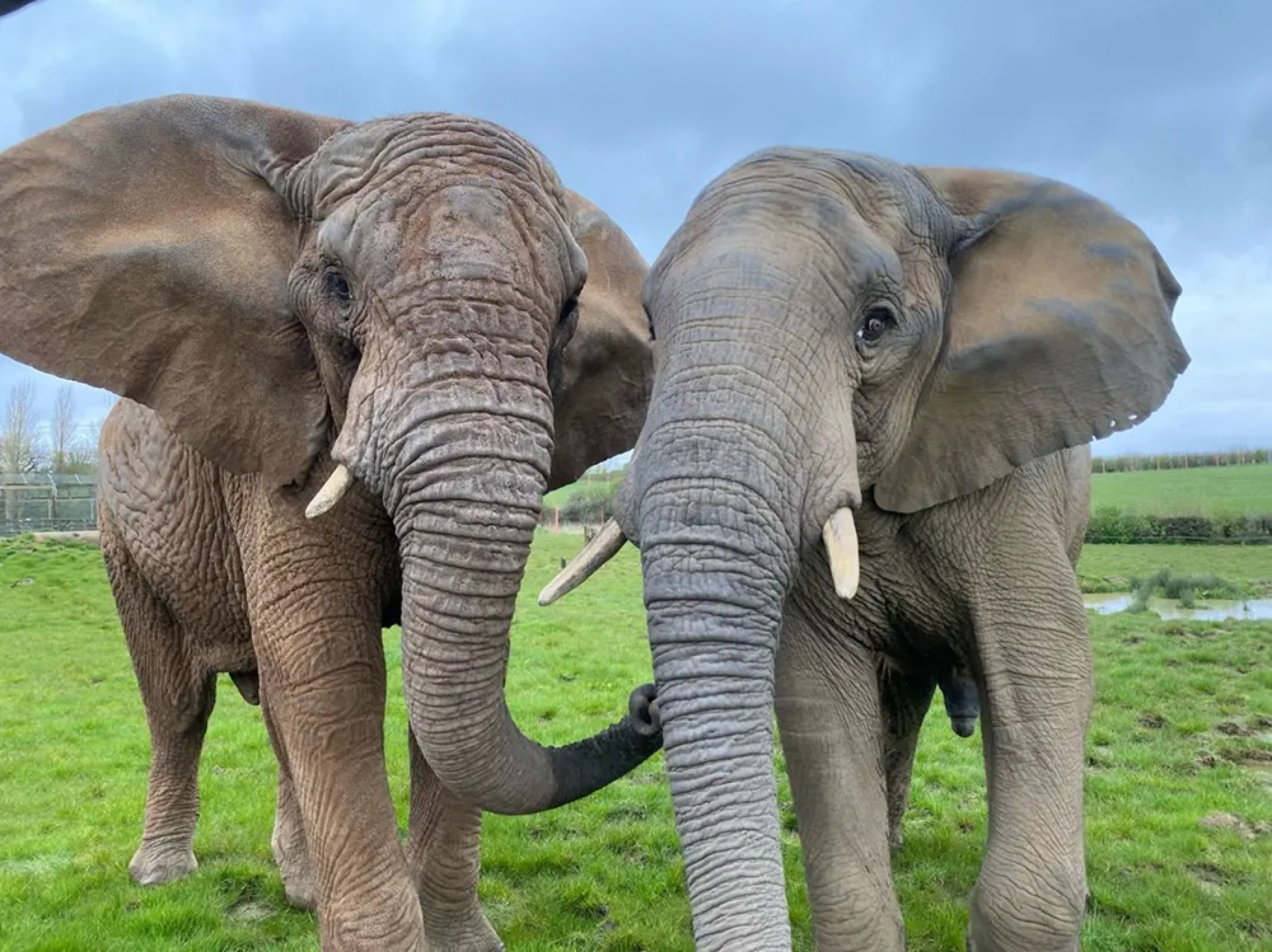 Adeus ao Craig, o Elefante de Presas Gigantes : r/wildlifephotography, image size:2572x1926