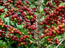 Itália vai financiar produção de 90 toneladas de café em Moçambique - DR