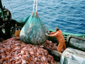 Cabo Verde lança concurso internacional para pescado na Ilha de São Vicente - DR