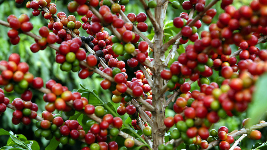 Itália vai financiar produção de 90 toneladas de café em Moçambique