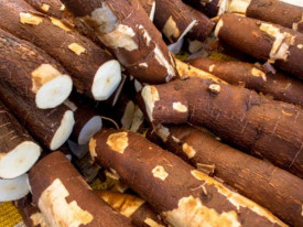 Produção de mandioca  - angola24horas.com