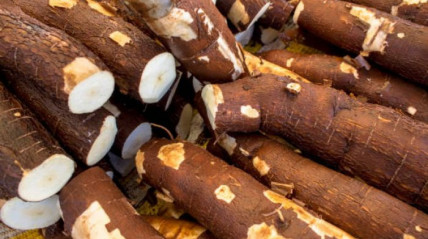 Produção de mandioca - angola24horas.com