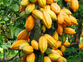 União Europeia lança programa de monitoramento do cacau no Ghana - DR