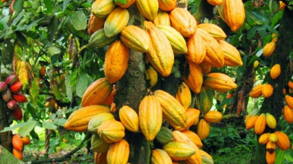 União Europeia lança programa de monitoramento do cacau no Ghana - DR