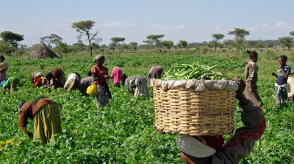 Agricultura em Angola